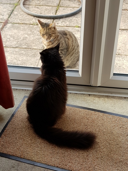 Thug cat part 3.  Unbidden guests are often welcomest when they are gone.