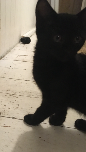 cat/kitten introductions - what next? how are we doing so far????