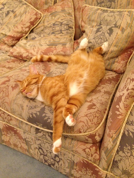 Show me your kitties