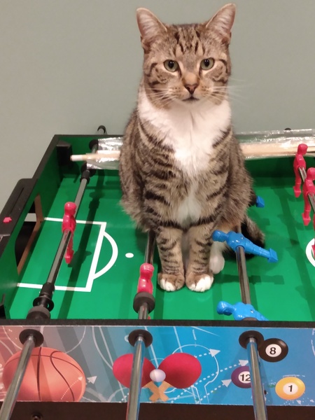 What's your DCat up to today? (Thread 8)
