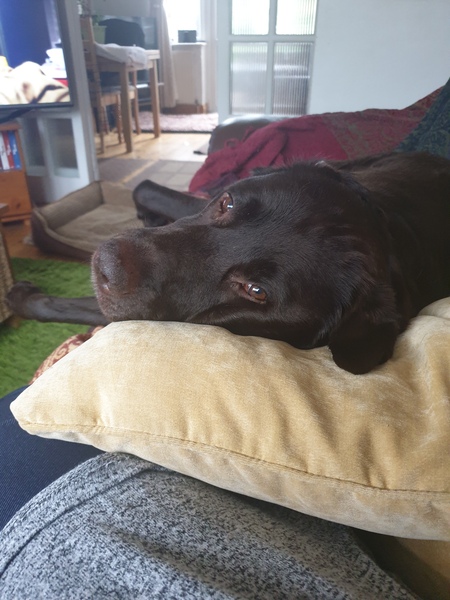 Dog Cuddles