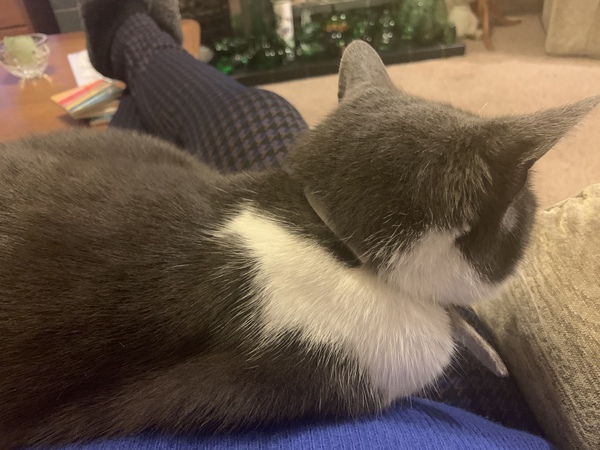Show me your kitties