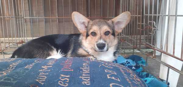 I want a puppy...spam me with pics instead please