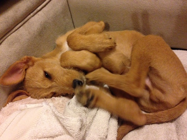 I want a puppy...spam me with pics instead please