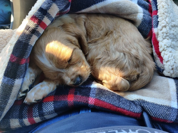Help 5 week old puppy