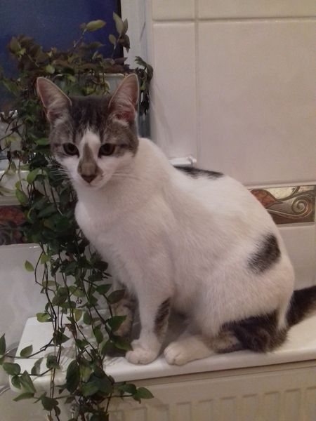 Cats. As they are so popular on here (usually), can I please ask...