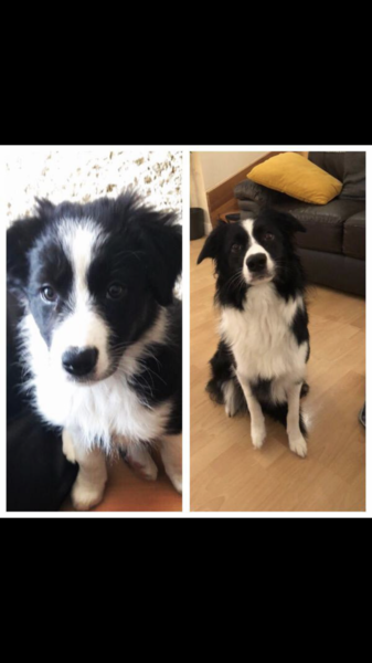 AIBU to want to show you a picture of our new puppy?
