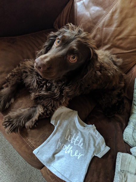 To ask you to tell me about your pets?