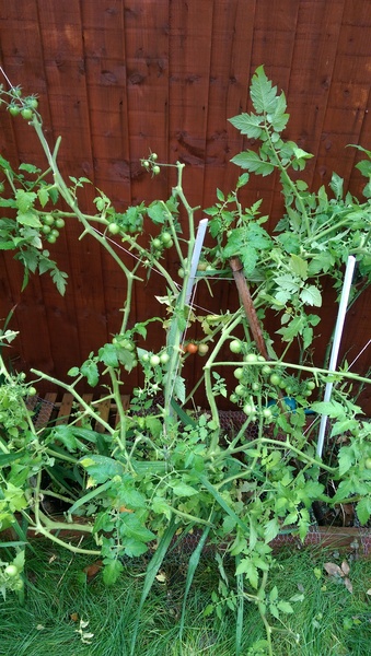 Tomatoes - what are my chances?