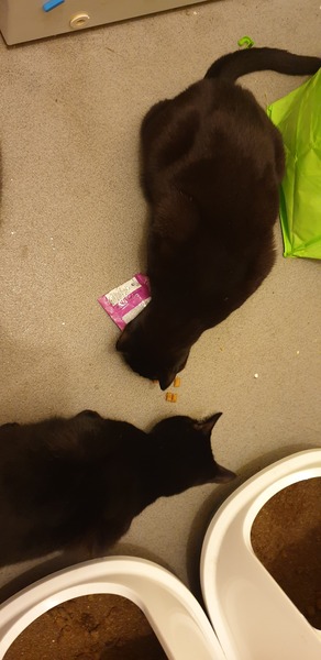 Could you please show me a really funny picture of your cat?