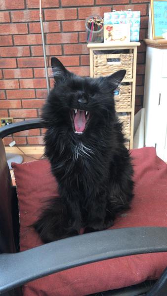 It's national black cat day today