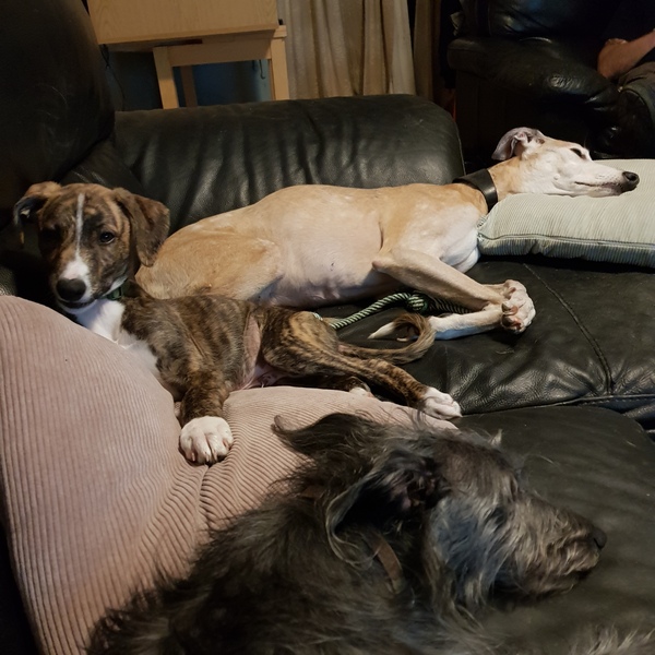 What pet would you prefer and why ? Cat or dog ?