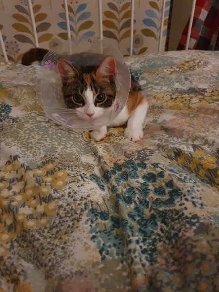 My cat is the ultimate twerp.