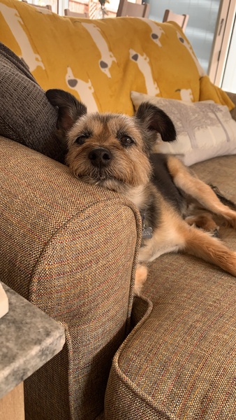 Anyone done a dna test on their dog?