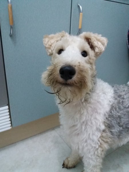 To ask you to tell me about your pets?