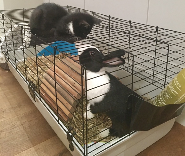 Could you please show me a really funny picture of your cat?
