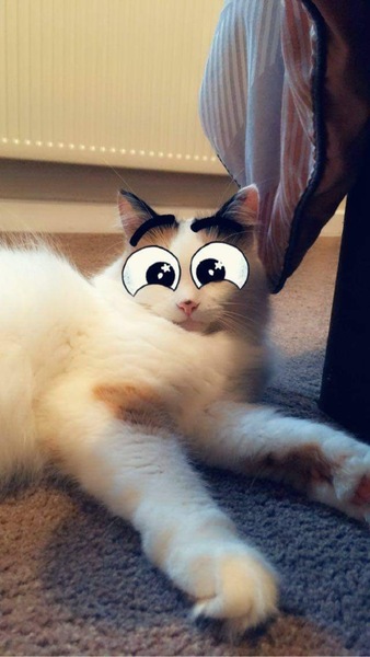 Could you please show me a really funny picture of your cat?
