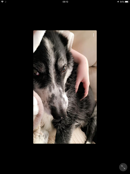Border Collies owners/lovers