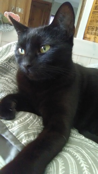 It's national black cat day today