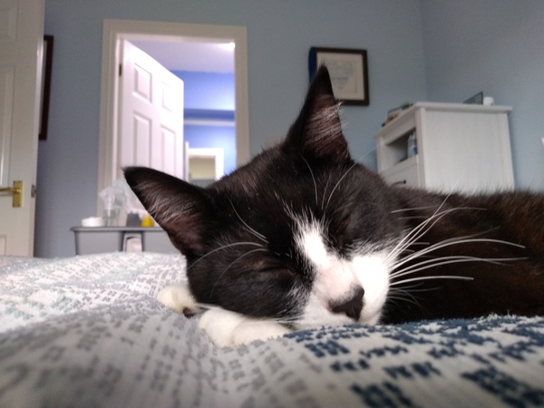 Cats. As they are so popular on here (usually), can I please ask...