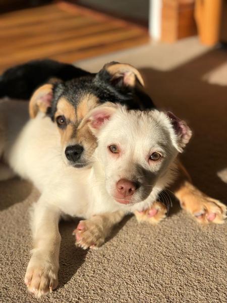 To ask you to tell me about your pets?