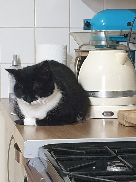 Show me your kitties