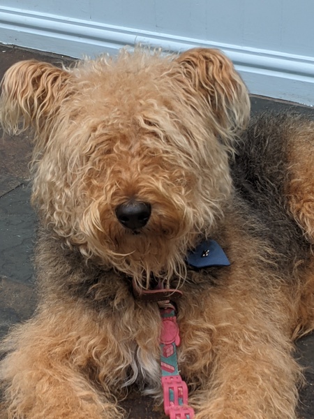 My dog is the best dog
