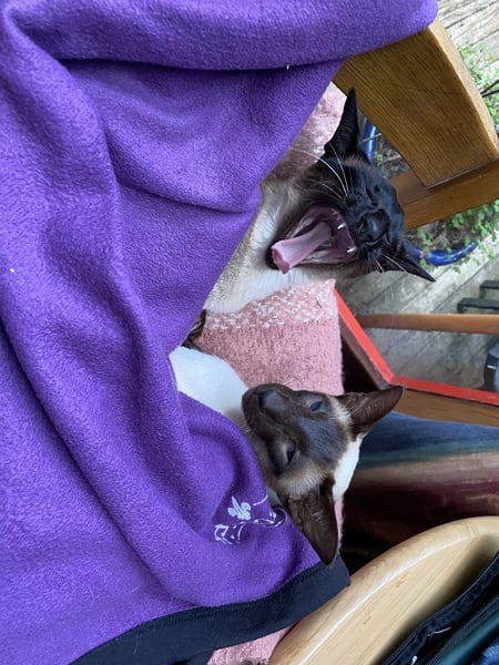 Could you please show me a really funny picture of your cat?