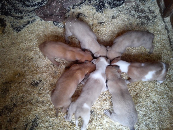 I want a puppy...spam me with pics instead please