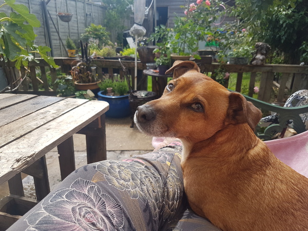 Dog Cuddles