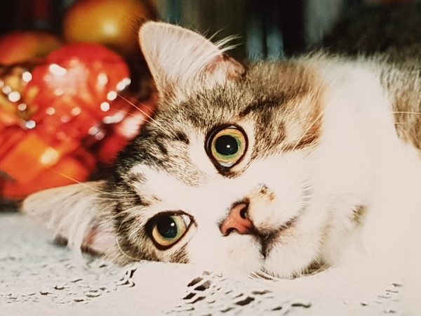 Guess the sex of the cat from their face thread