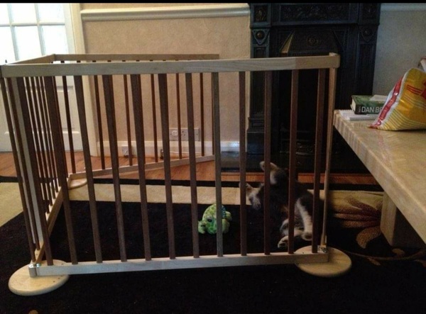 What is it really like having a puppy?