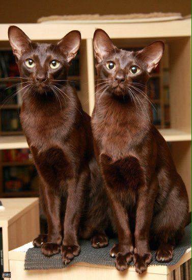 How different are Havanas from Siamese?