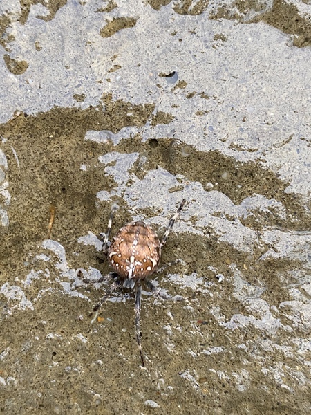 What spider is this? (Photo)