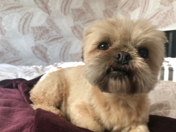 Tell me your experience of your 'small breed' please
