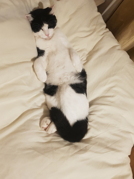 A strange cat has just climbed into my bedroom
