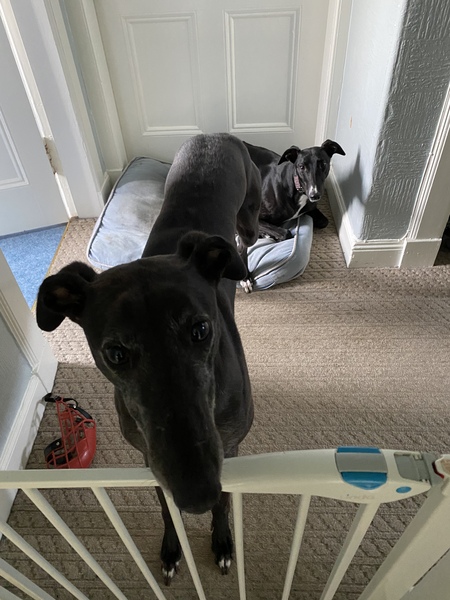Greyhound rescue advice