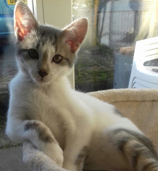 Could you please show me a really funny picture of your cat?