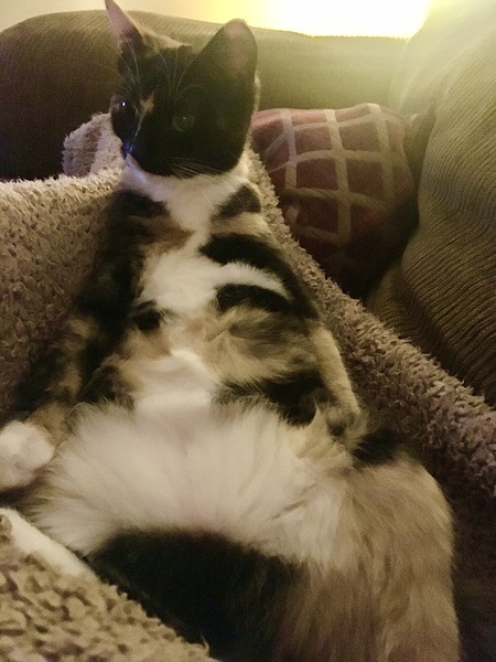Could you please show me a really funny picture of your cat?