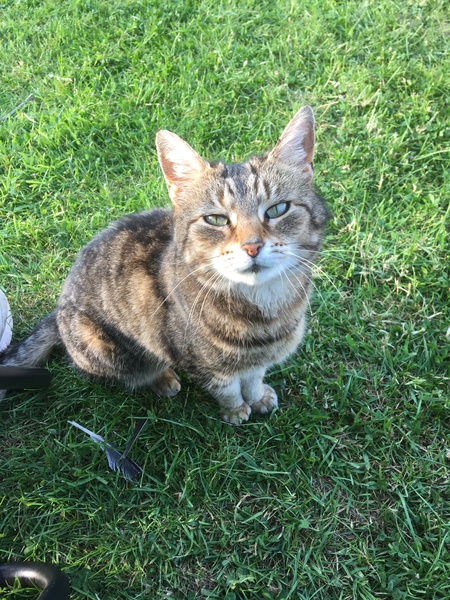 Leave the cat or take her with me?