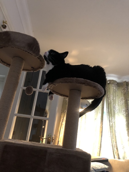 Cat tree recommendation