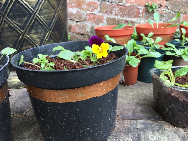 Plant ID?