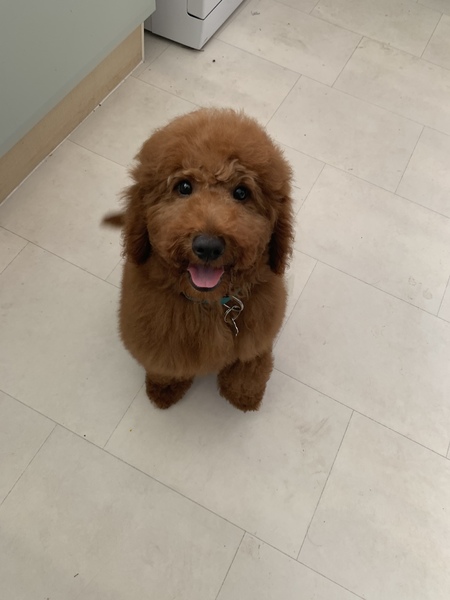 I want a puppy...spam me with pics instead please