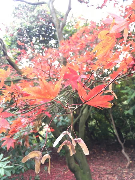 Help with tree identification