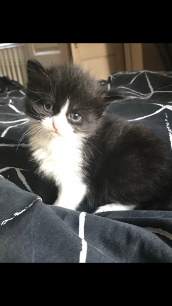 Introducing a new kitten to our 6 year old cat