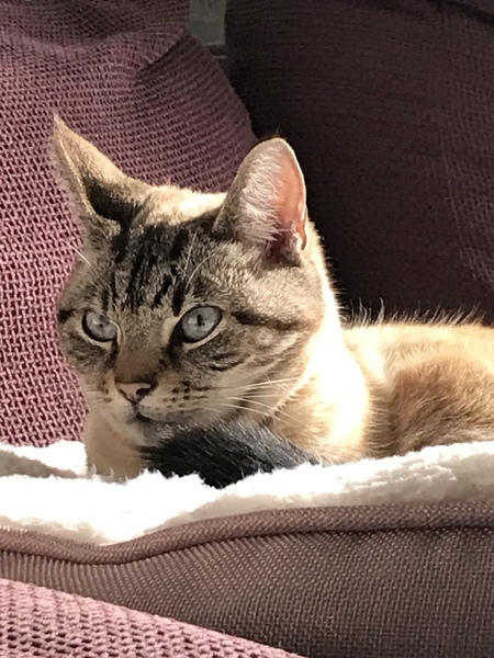 Can’t work out if my cat is pedigree or not.
