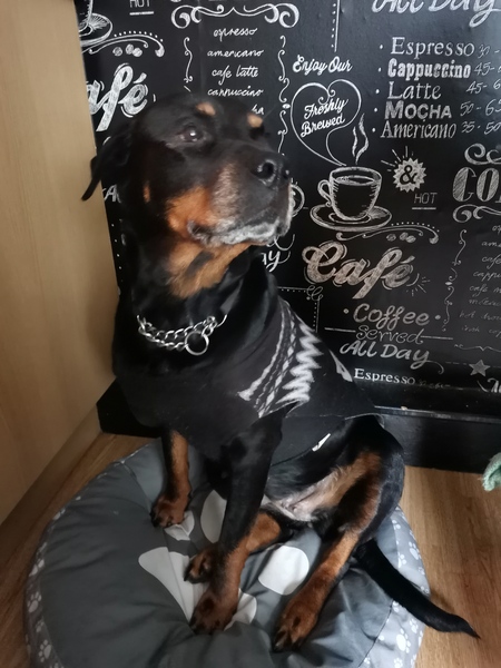 My dog is the best dog