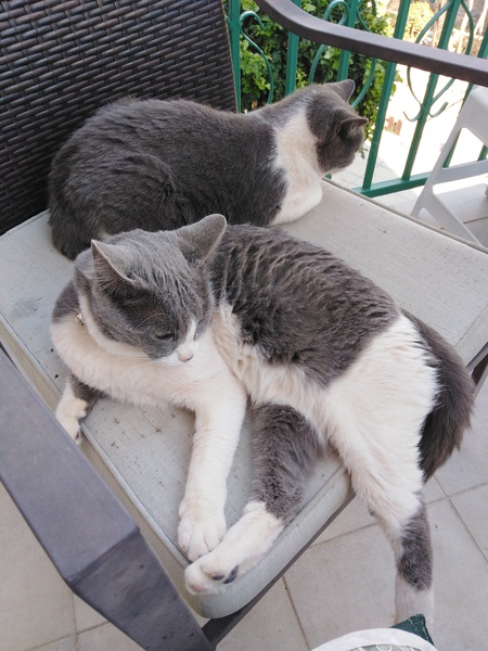 Show me your kitties
