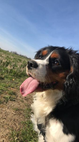 Describe your dog and let us guess the breed.
