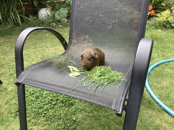 To ask you to tell me about your pets?